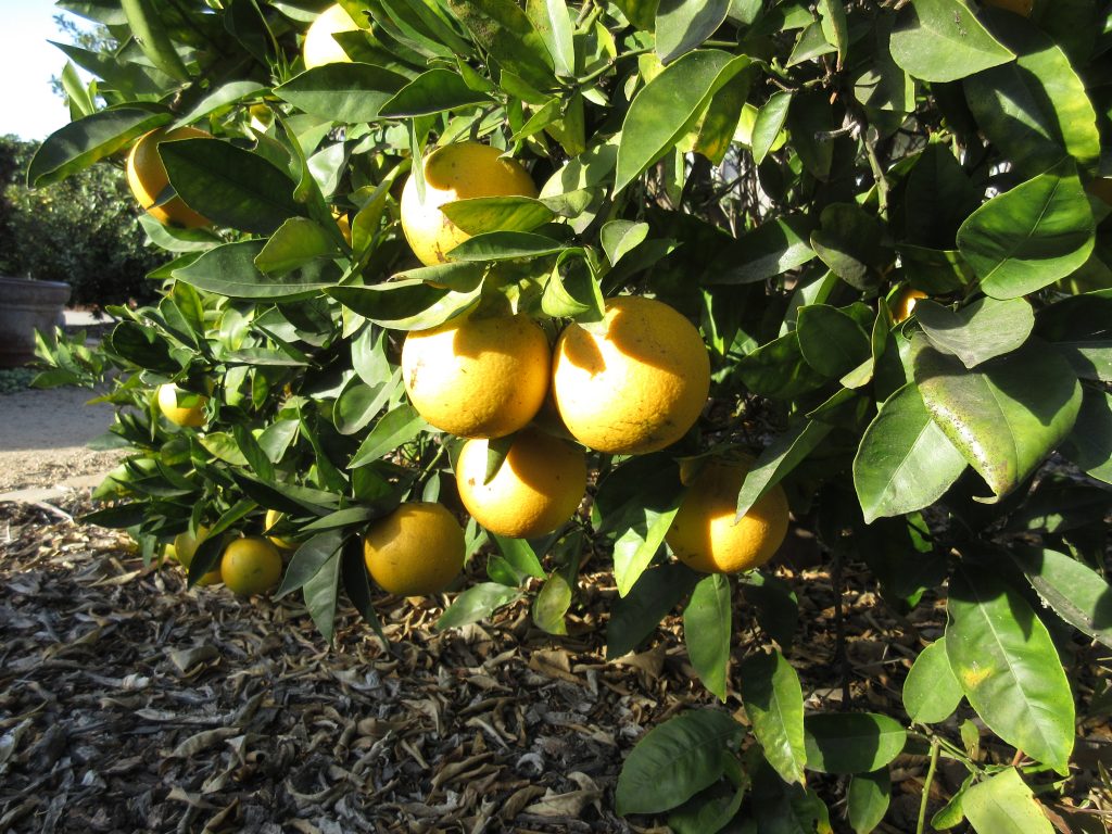 navel oranges