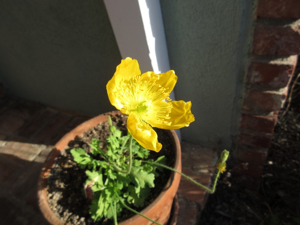 Iceland poppy grateful