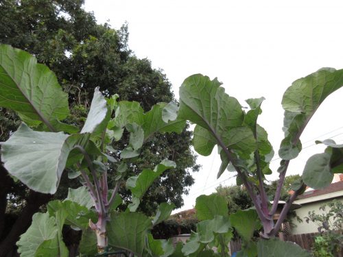 Wordless wednesday tree kale