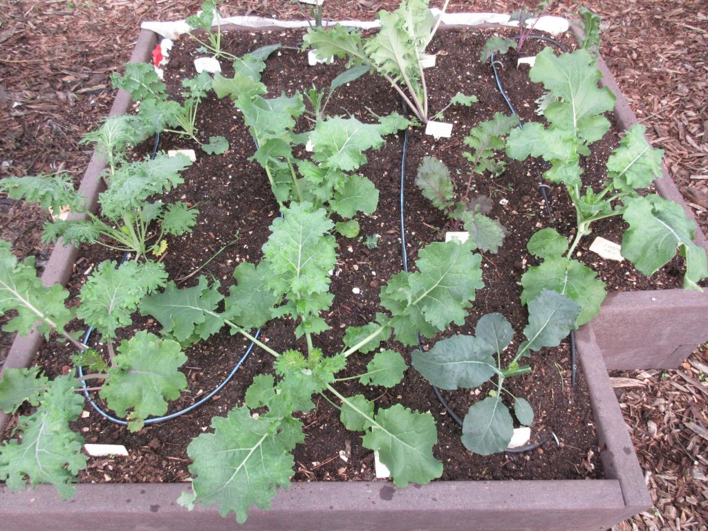 wordless wednesday kale bed