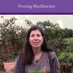 YouTube: Pruning Blackberries in 3 Steps