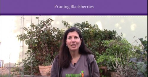 Read more about the article YouTube: Pruning Blackberries in 3 Steps