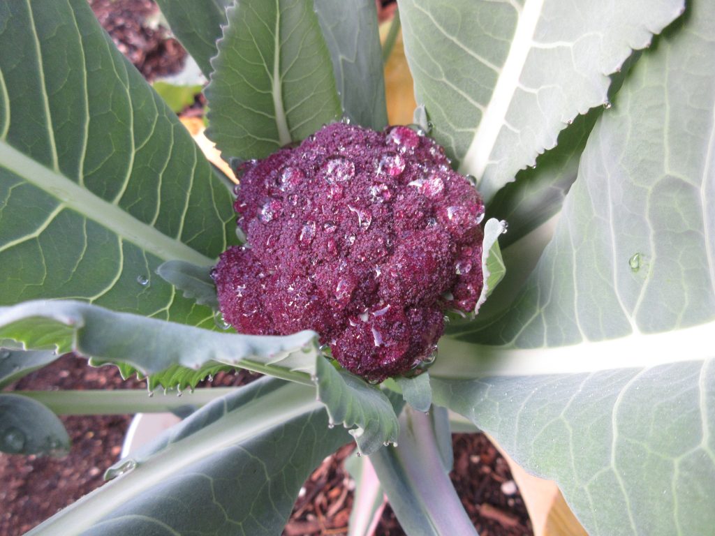 Rosalind Broccoli