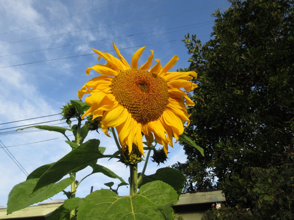 Arikara Sunflower