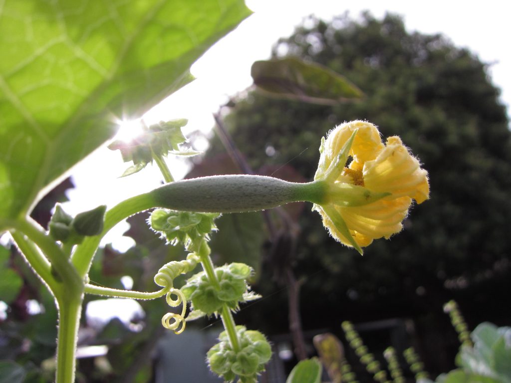 Luffa flowering