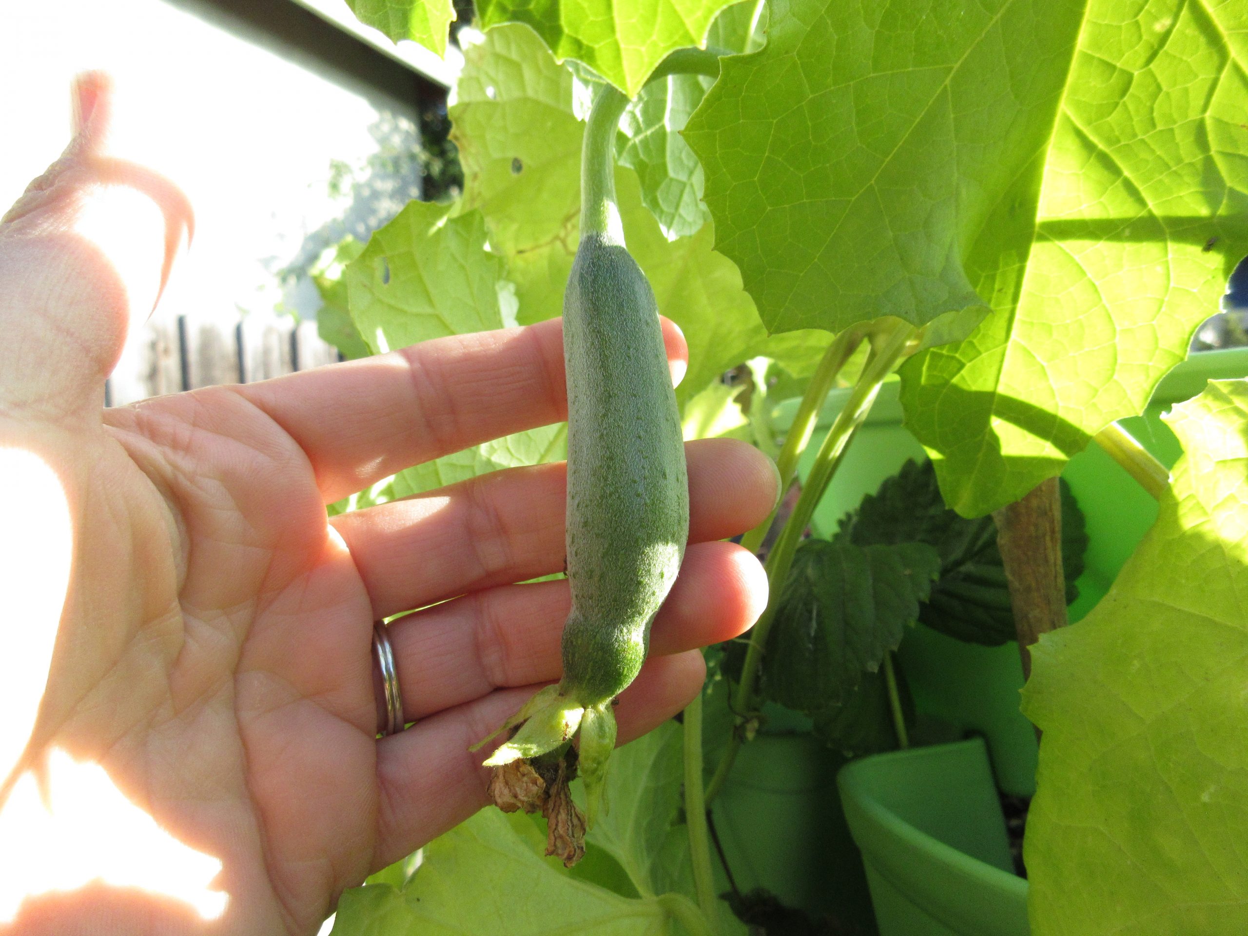 Harvesting Luffa Gardenerd