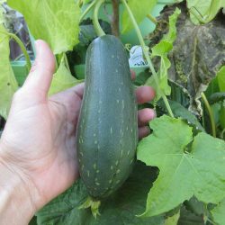 Harvesting Luffa