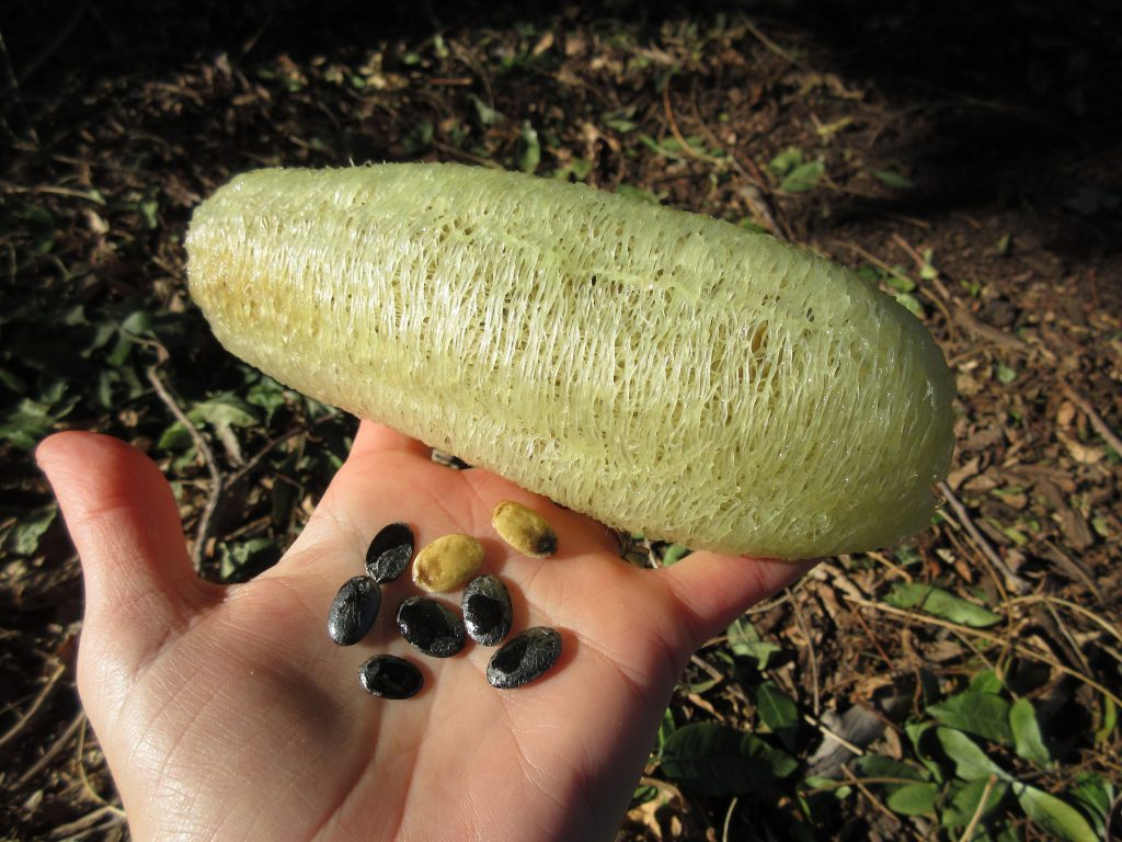 What Does A Loofah Seed Look Like