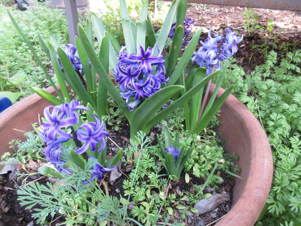 Hyacinth blooms