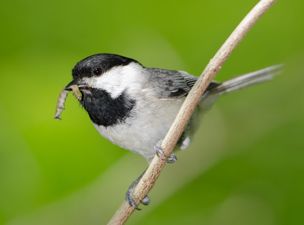 Chickadee with worm