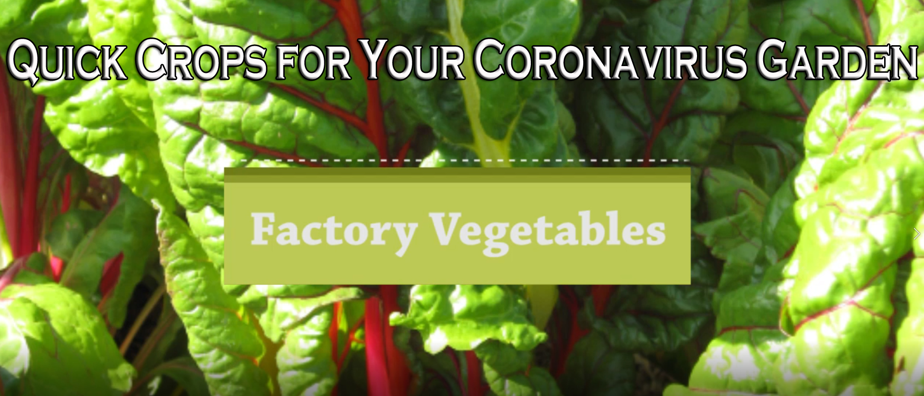 You are currently viewing YouTube – Quick Crops for a Coronavirus Garden