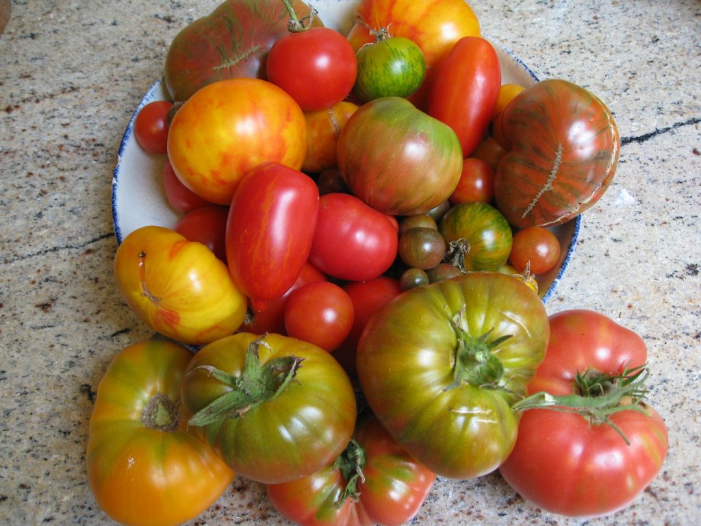 tomatoes galore