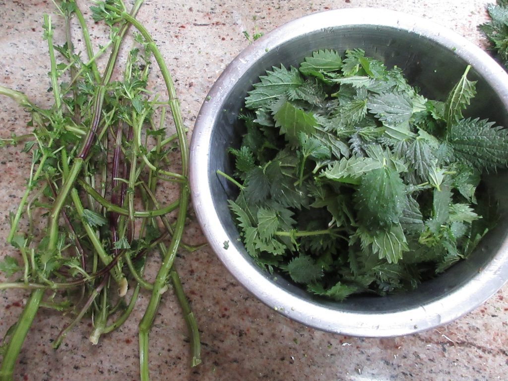 Stinging Nettles and stems