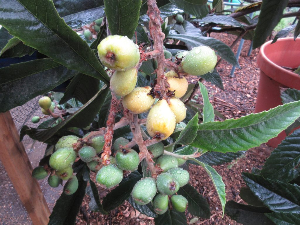 loquats ripening