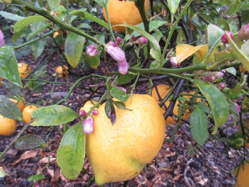 lemon blossoms