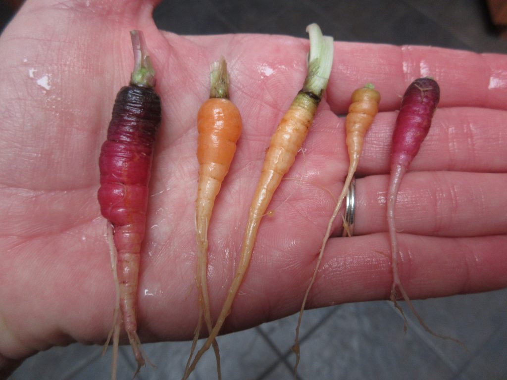Wordless Wednesday baby carrots