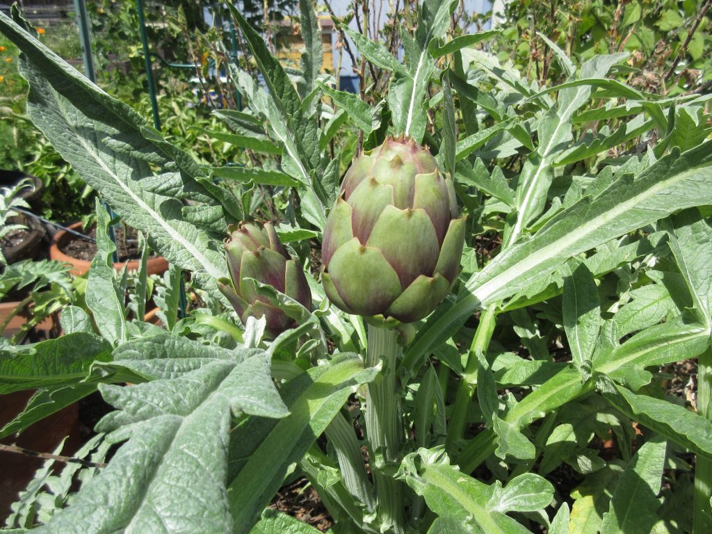 Purple artichoke