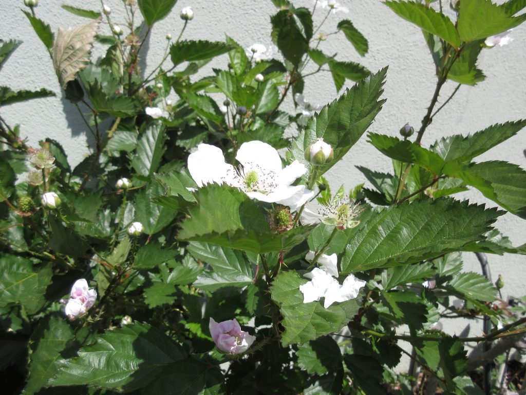 Wordless Wednesday blackberries