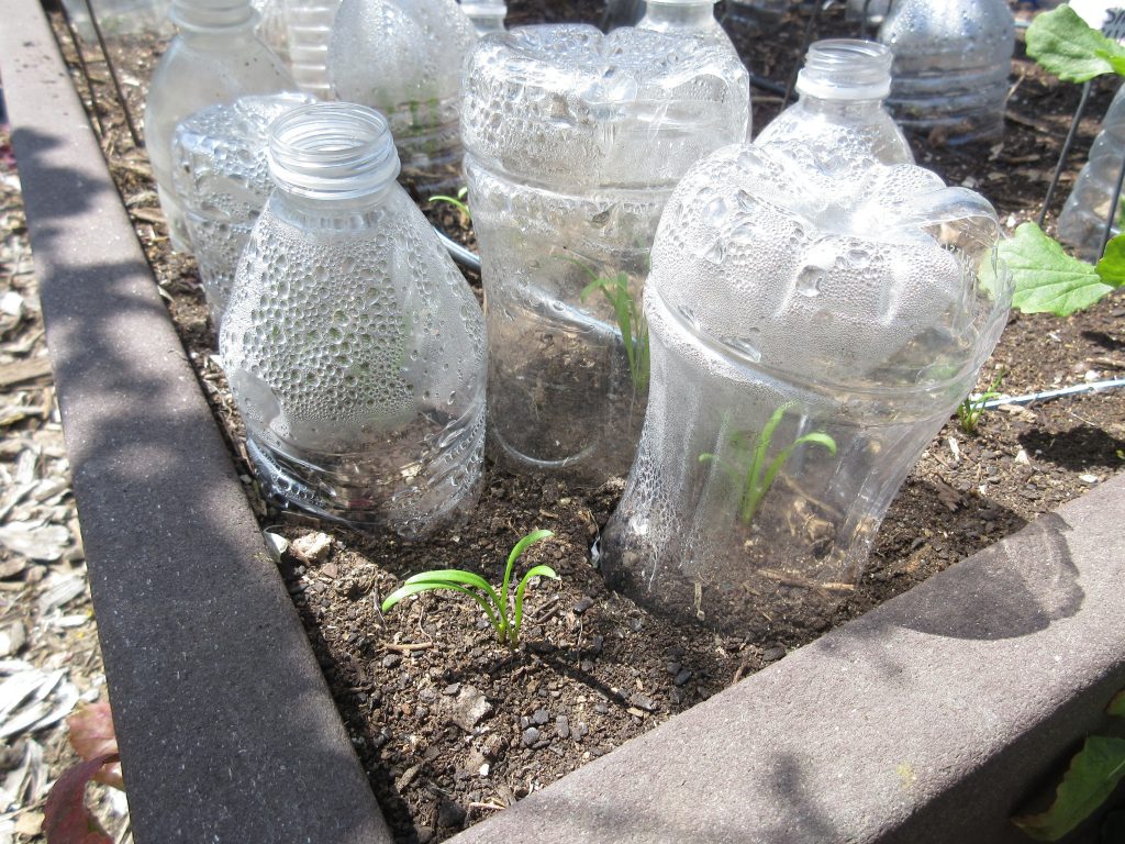 Cloches over spinach