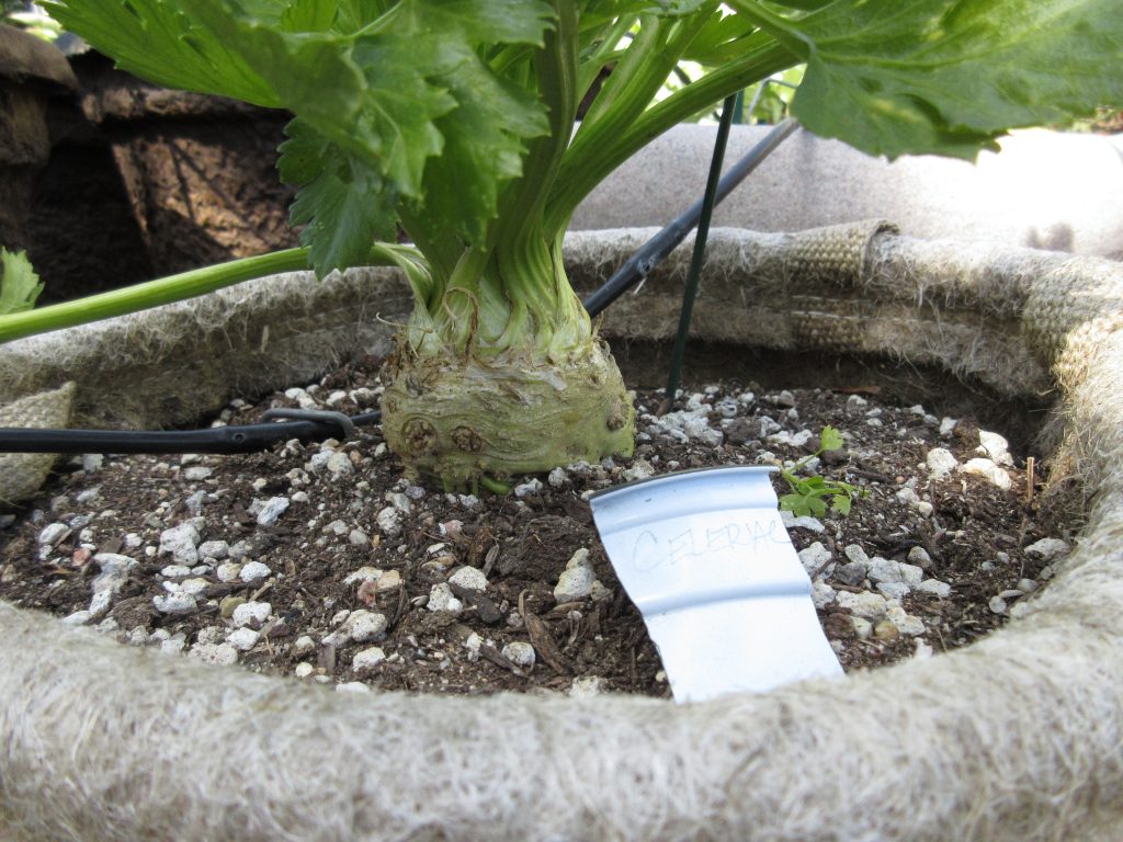 Wordless Wednesday celeriac