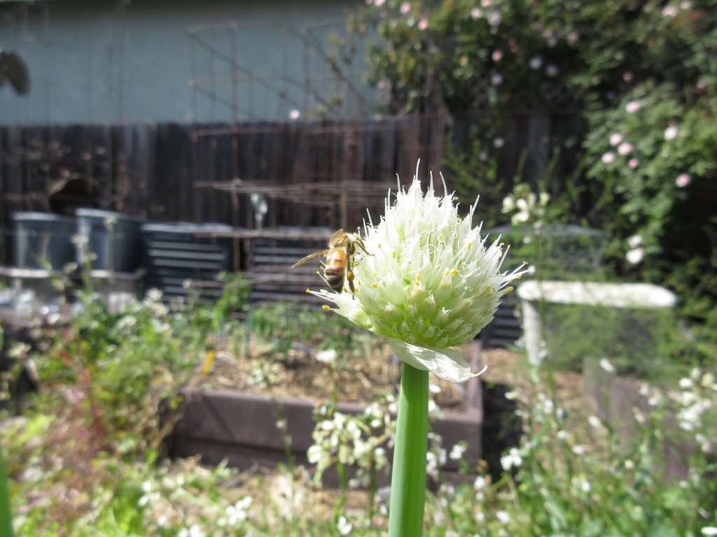 Green onion bee flower