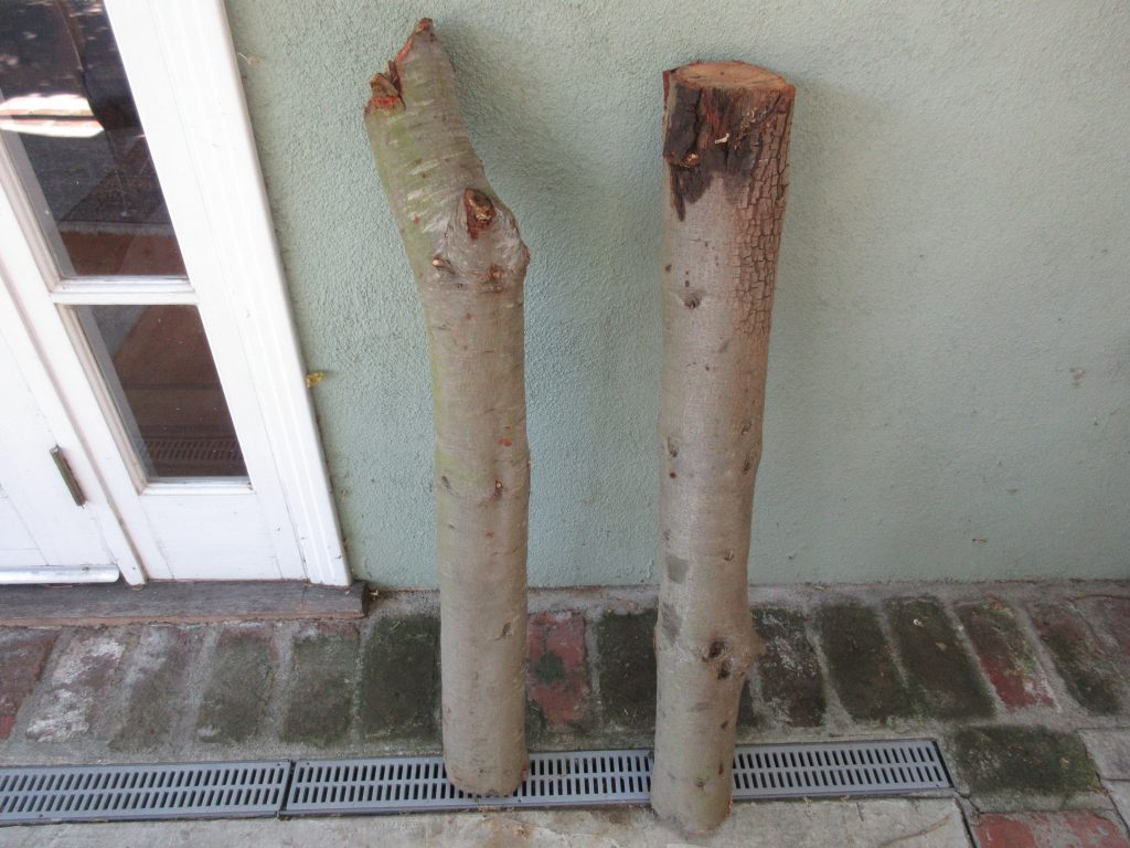 oak logs for mushrooms