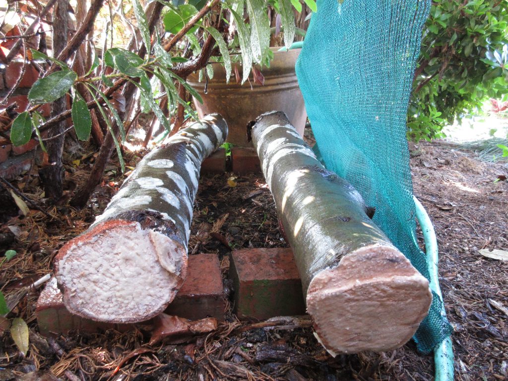 Inoculated mushroom logs