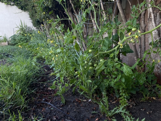 Guy Frenkel's Garden