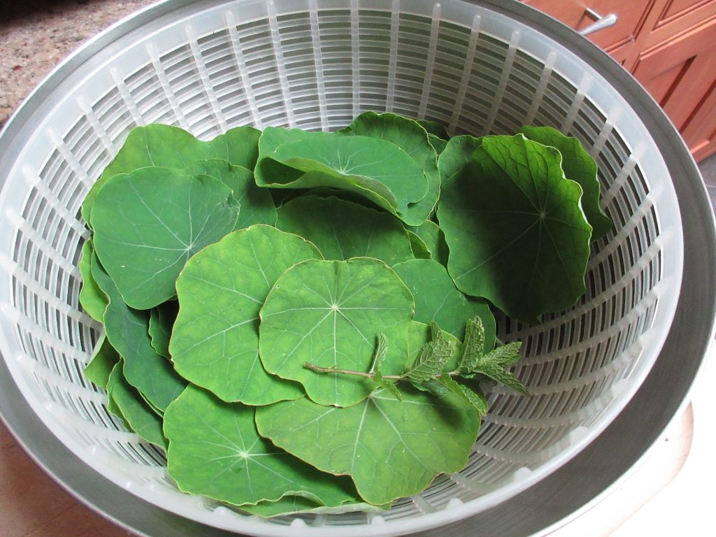 Nasturtium pesto leaves