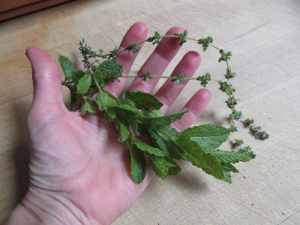 thyme and mint
