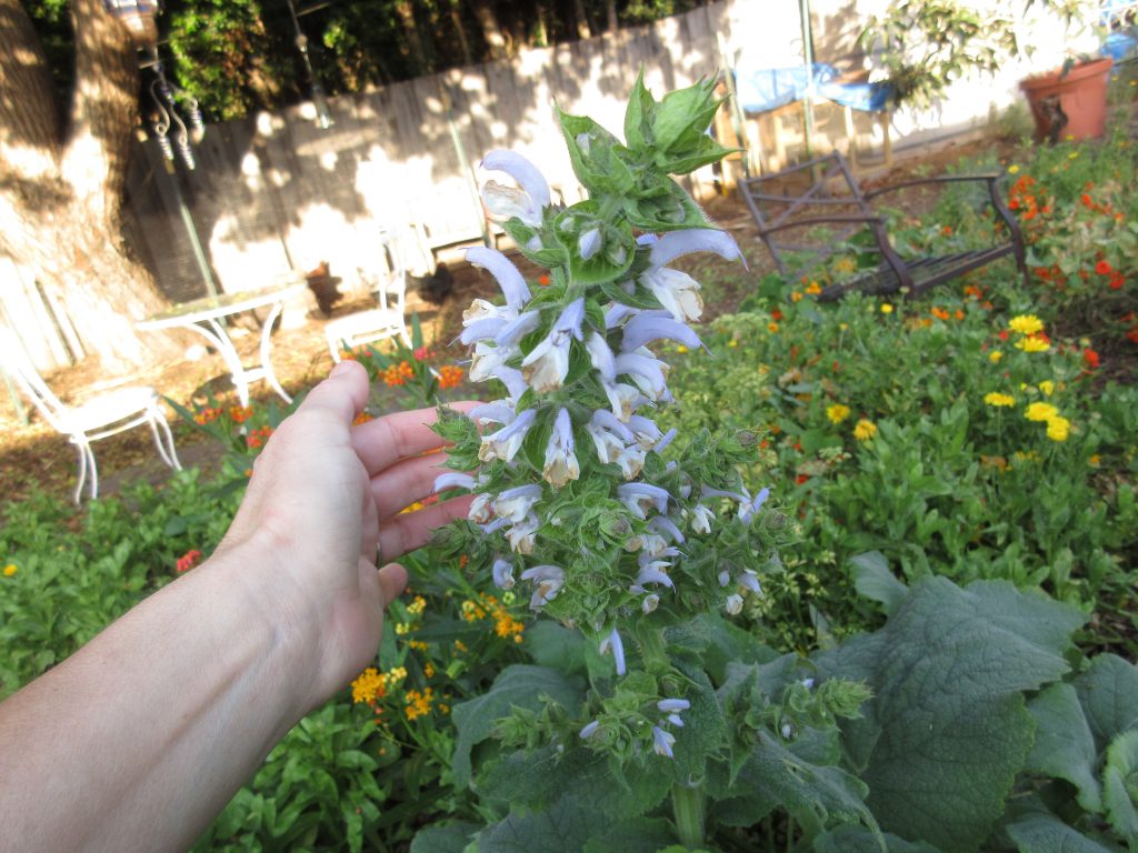 Wordless Wednesday Clary Sage