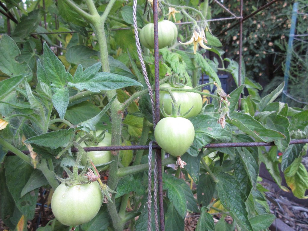 Hungarian Heart tomato