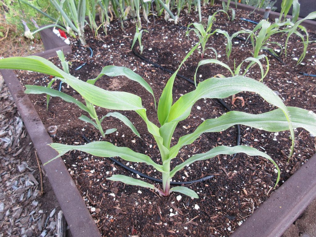 Stowell's Everygreen Corn