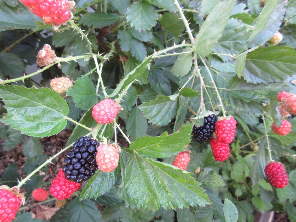 Blackberries fruiting