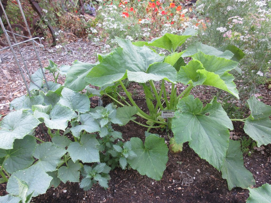 Winter Squash with Cucumbers