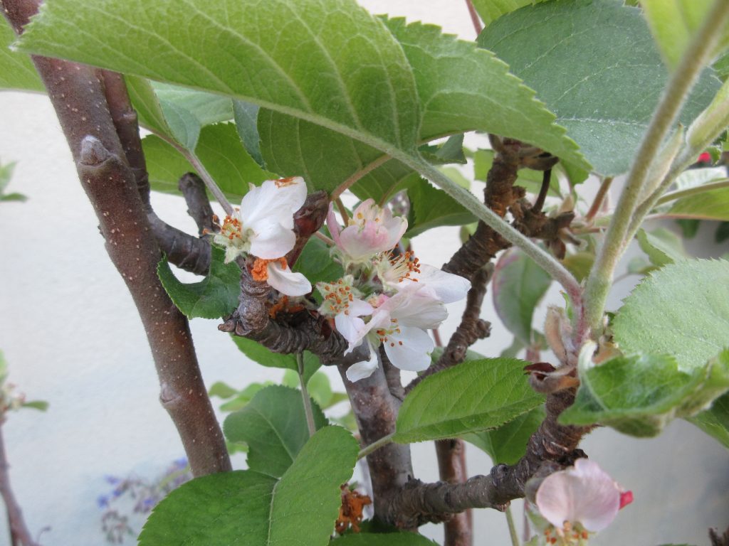 Fuji apple blossoms