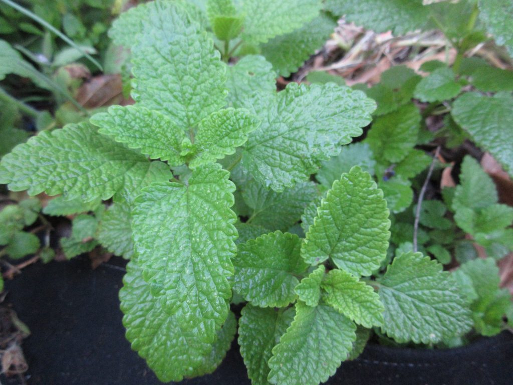 Lemon Balm