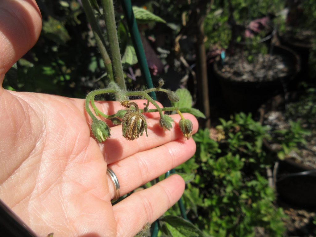 Tomato blossoms dropping
