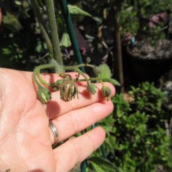 Ask Gardenerd: Tomato Blossoms Not Fruiting