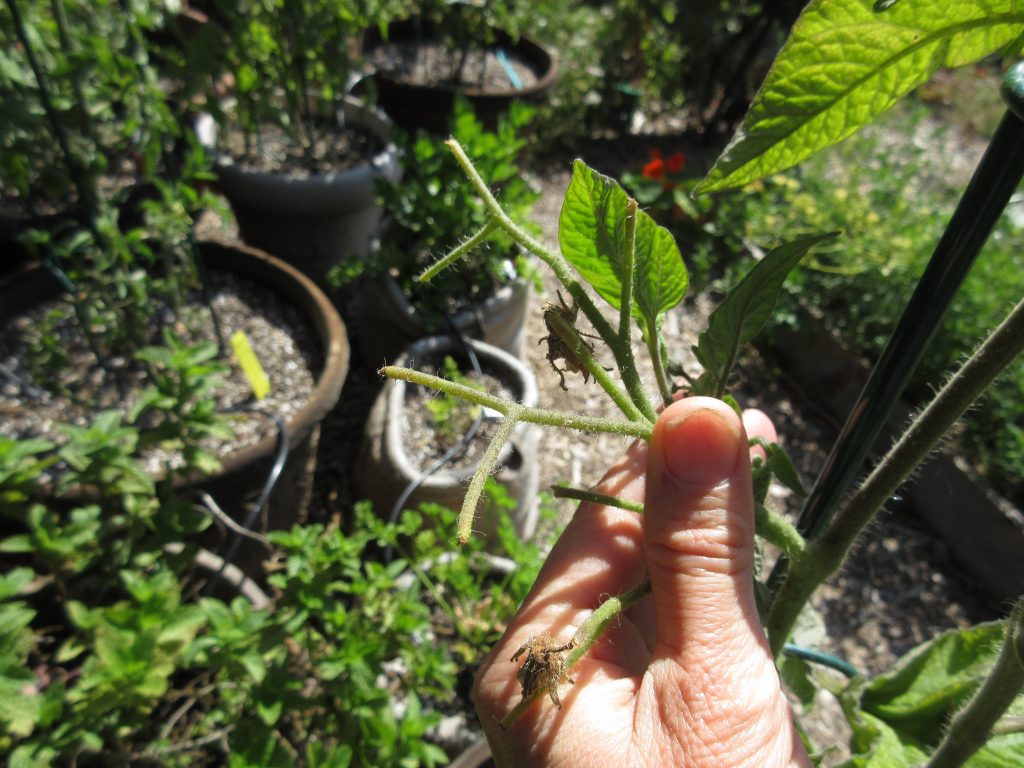 Tomato blossoms dropping