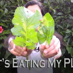 YouTube: What’s Eating My Plant?