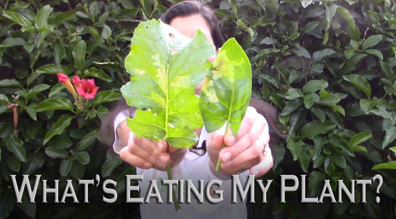 Read more about the article YouTube: What’s Eating My Plant?