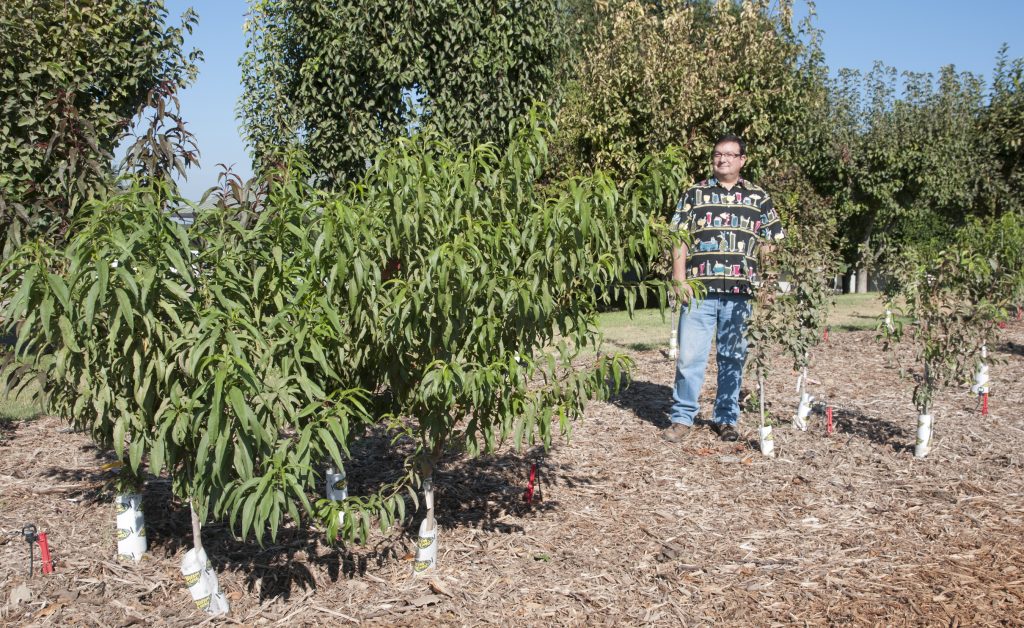 Fruit Tree Multiple Planting