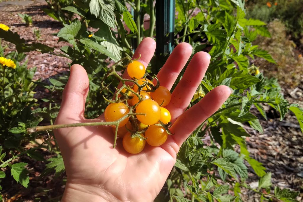 Mystery tomato