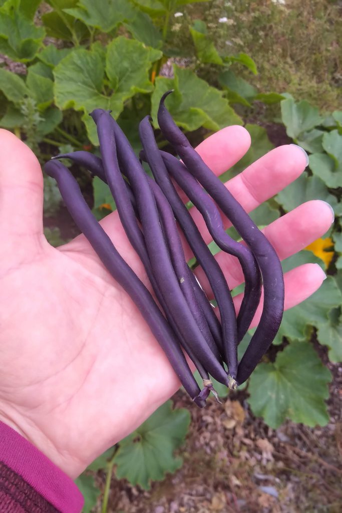 purple beans