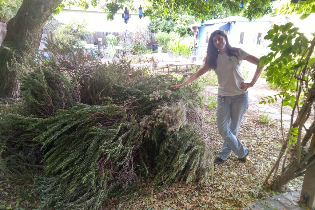 Christy pruning pile