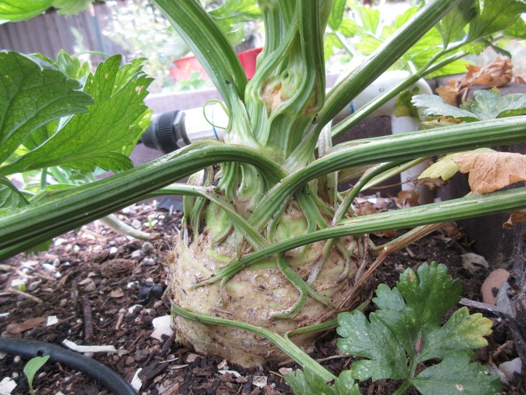 Celeriac