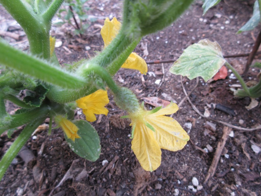 Little Potato cucumber