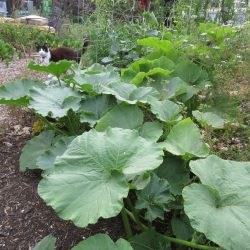 Ask Gardenerd: Planting Tips for Squash and Melons