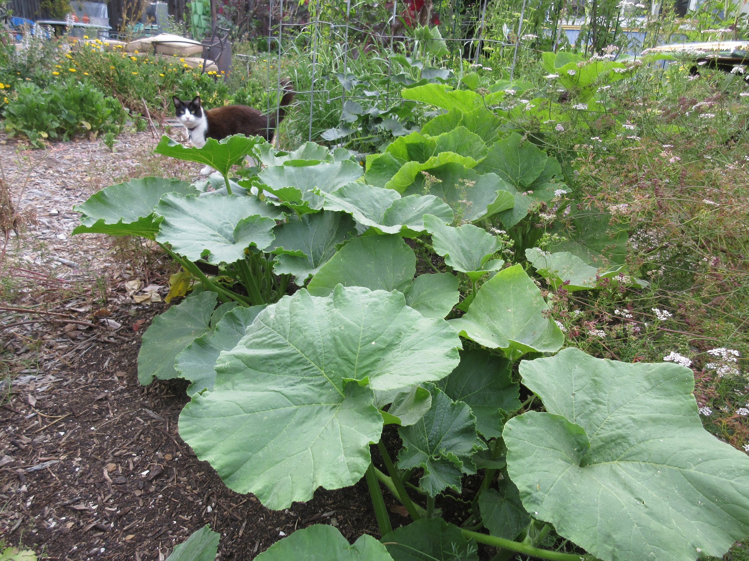Read more about the article Ask Gardenerd: Planting Tips for Squash and Melons